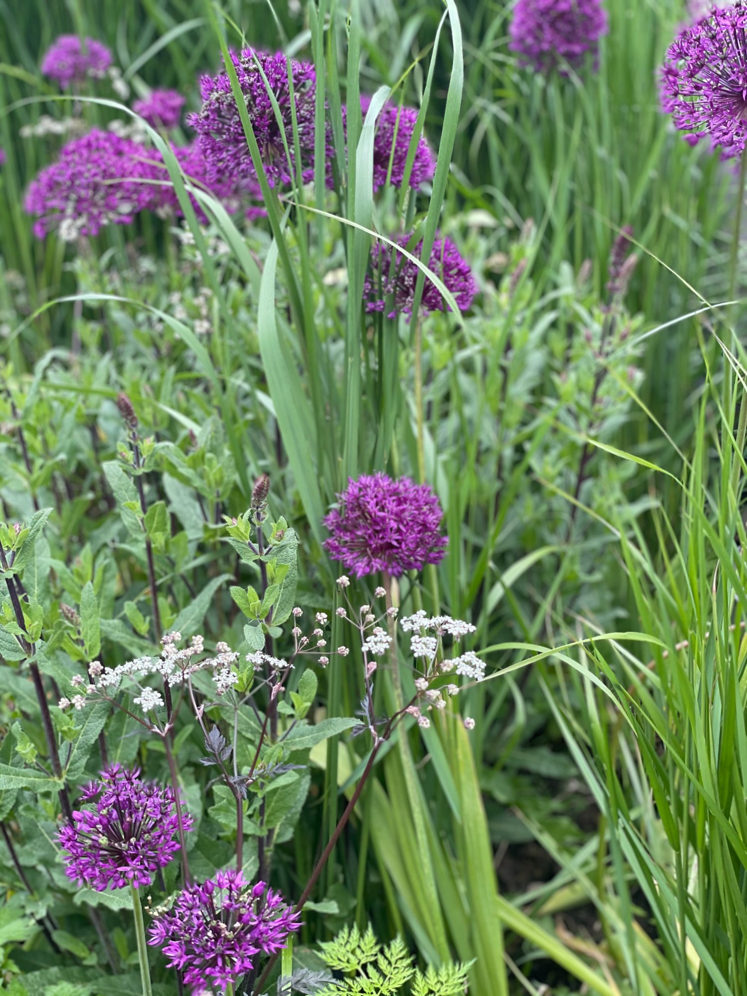 Allium met siergrassen