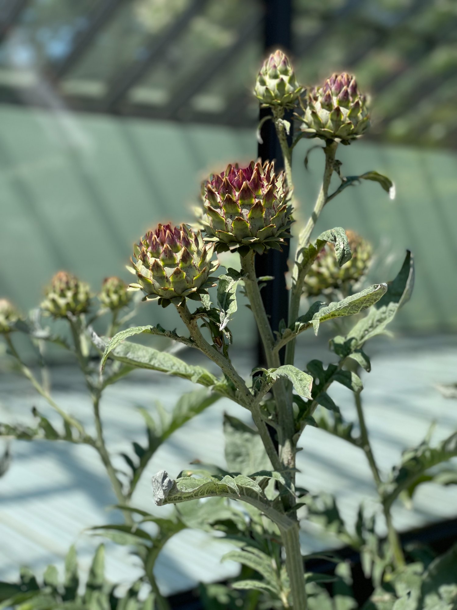 Artisjok in bloei — eetbare tuin