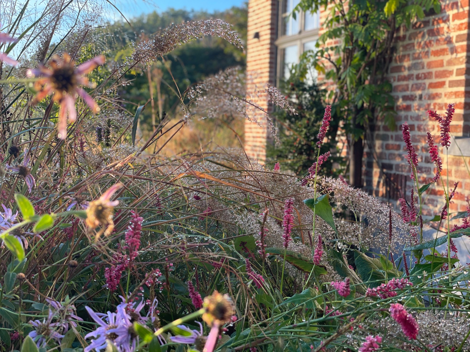 Herfstmix met Persicaria en siergrassen
