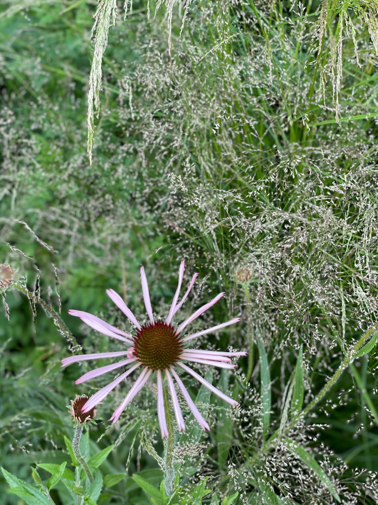 Echinacea met Deschampsia