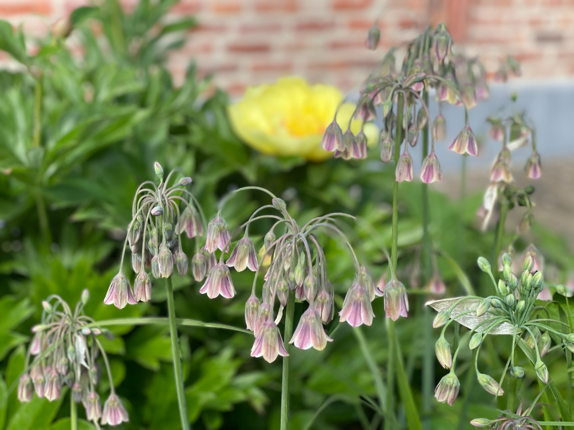Nectaroscordum siculum met pioenroos