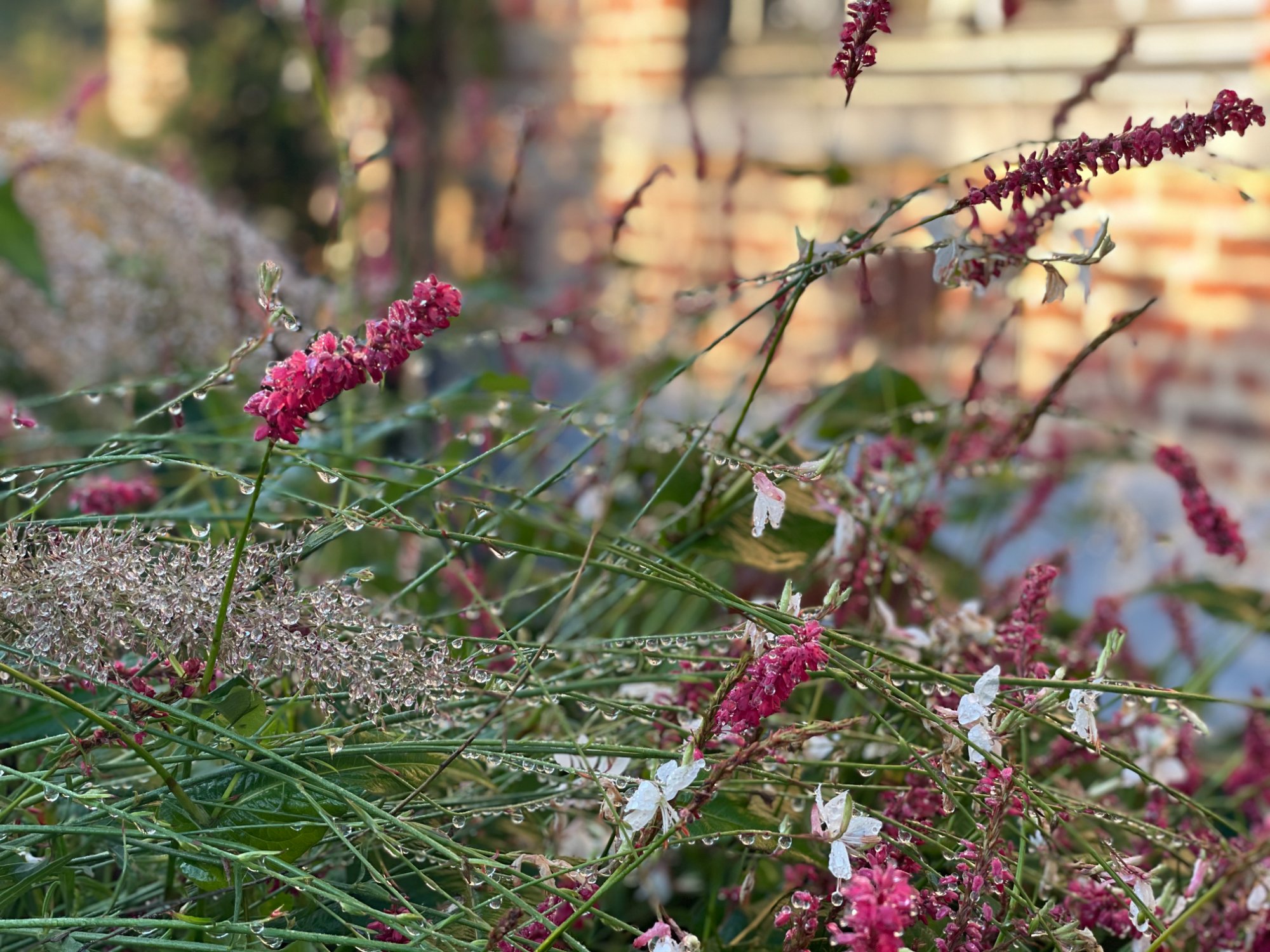 Persicaria en siergrassen met dauwdruppels