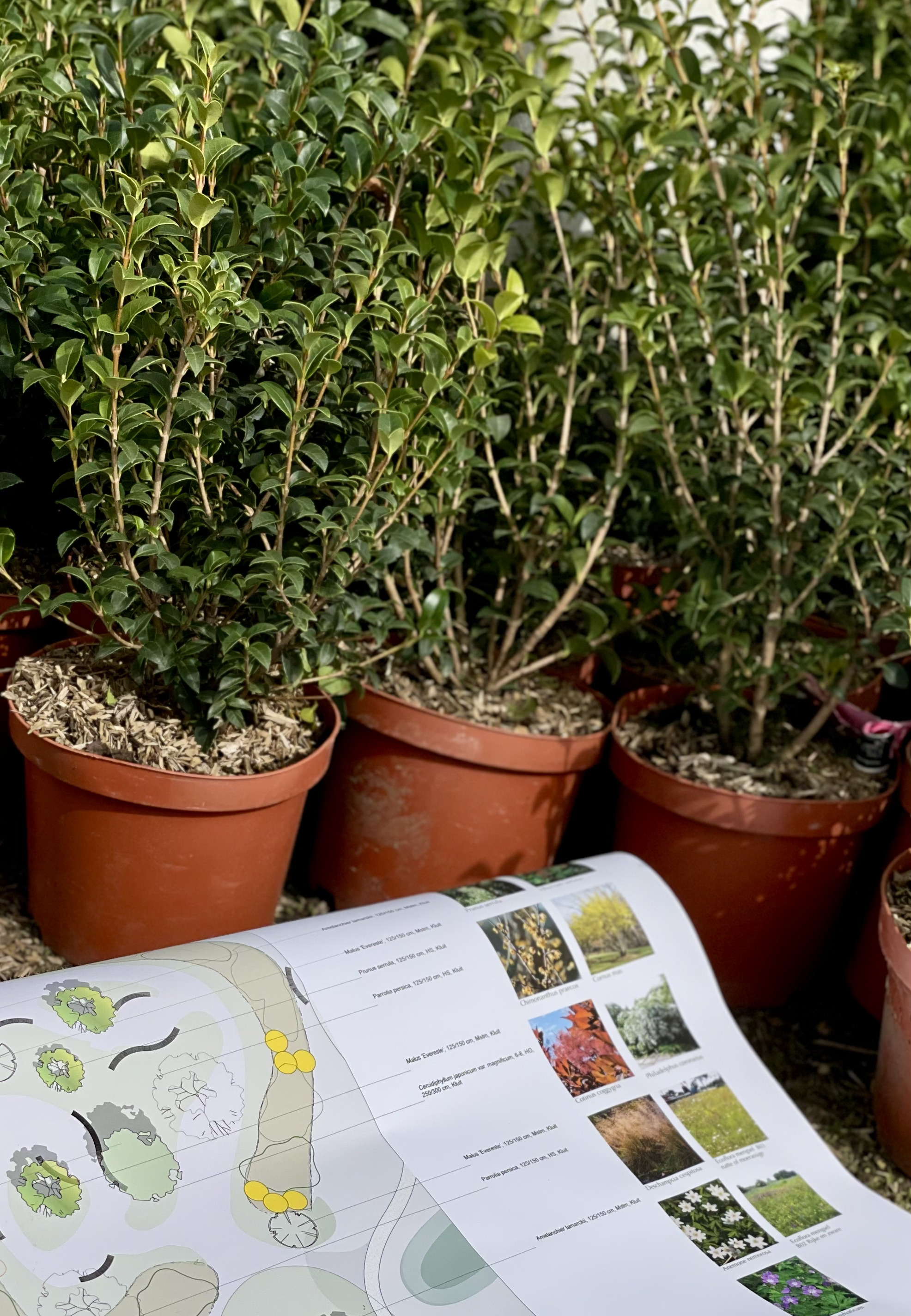 Beplantingsplan met potten